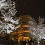 桜の夜景 目黒川 ライトアップ