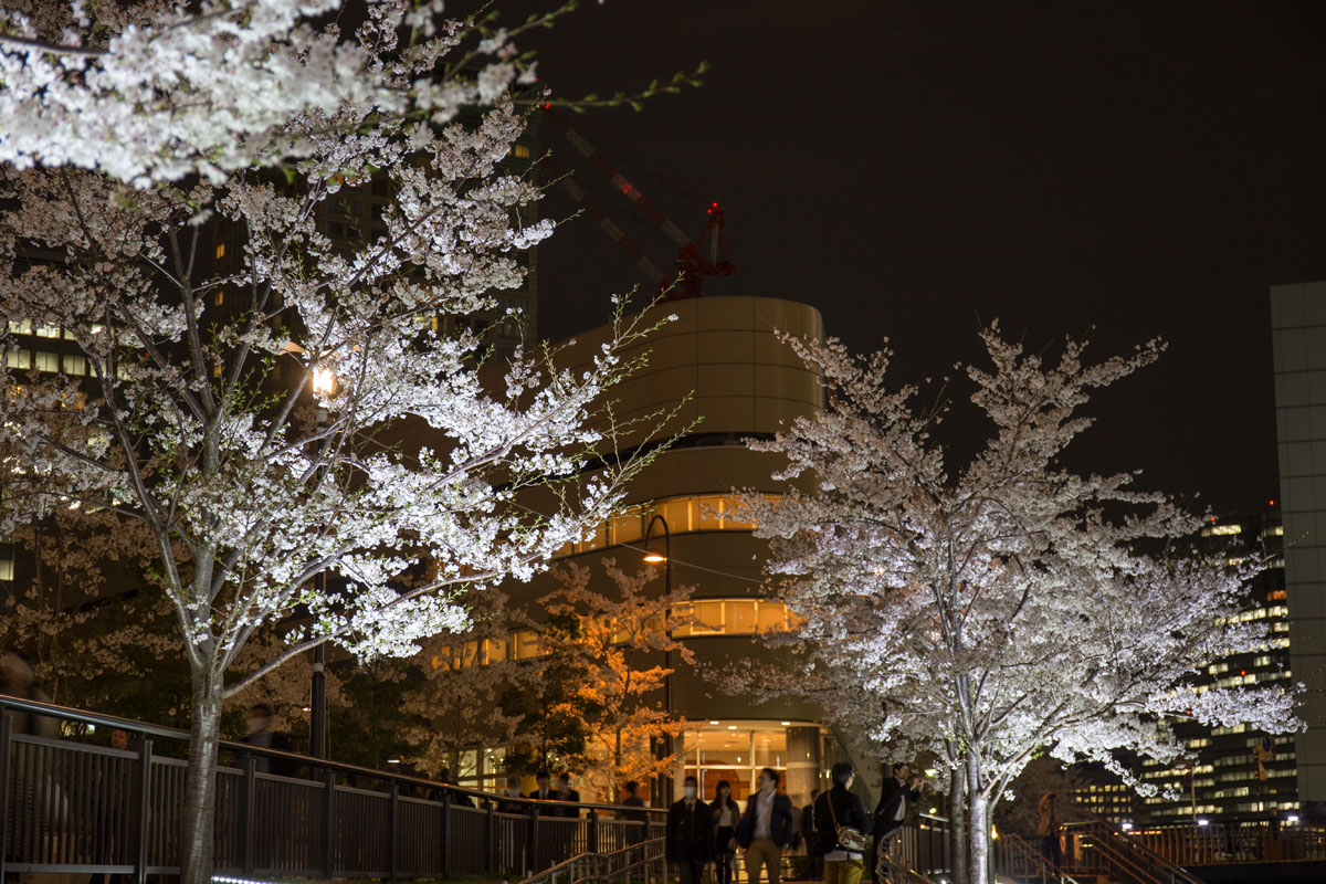 桜の夜景 目黒川 ライトアップ