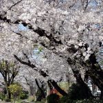 桜 さくら 満開 2023年 公園