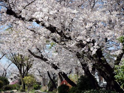 桜 さくら 満開 2023年 公園