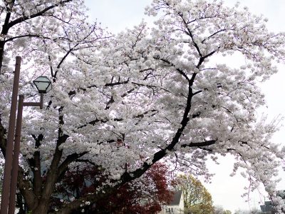 満開の桜 2024年4月 遅い開花