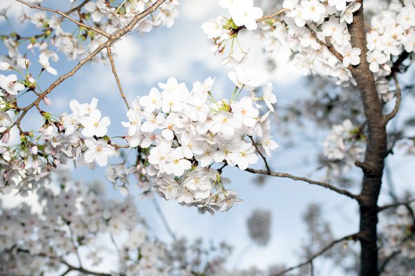 満開の桜 2024年4月 遅い開花