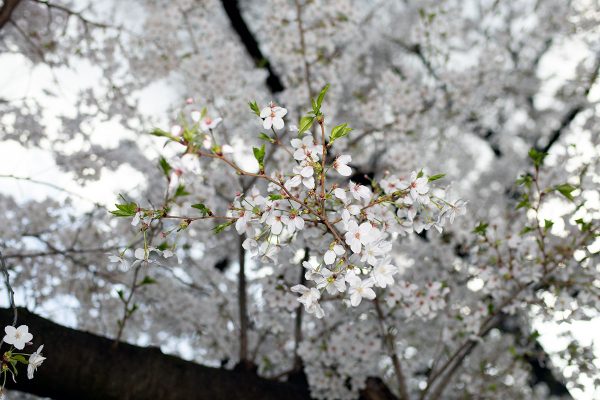 満開の桜 2024年4月 散る桜 葉桜