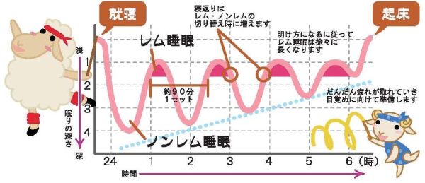 睡眠の質 レム ノンレム睡眠 寝落ち