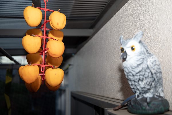 蜂屋柿 干し柿 鳥対策 ふくろう