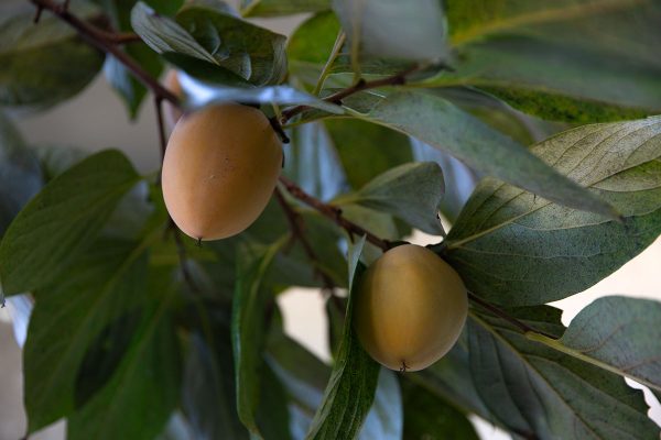 柿の木 渋柿 青い蜂屋柿