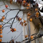 柿の木 渋柿 蜂屋柿 我が家の庭