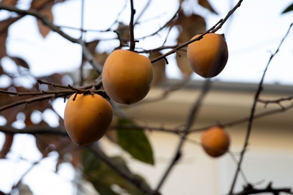 柿の収穫 渋柿 蜂屋柿 我が家の庭