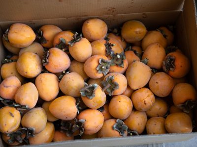 蜂屋柿 富士柿 干し柿 自宅庭の柿の木