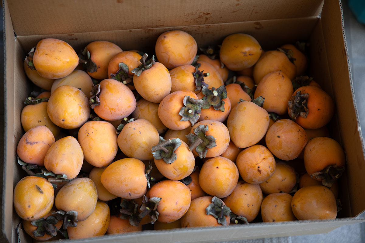 蜂屋柿 富士柿 干し柿 自宅庭の柿の木