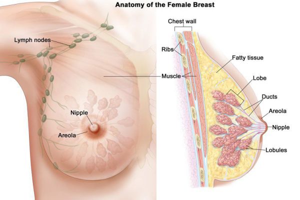 女性の乳房の解剖図 おっぱいを大きくする