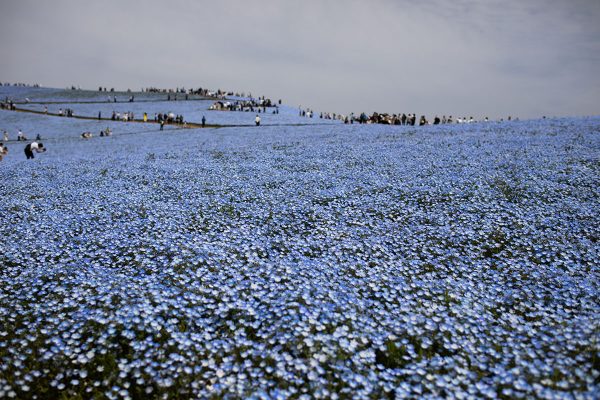 ひたち海浜公園 ネモフィラ
