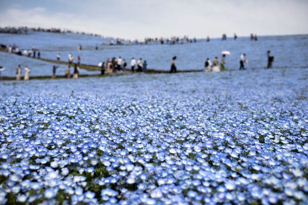 ひたち海浜公園 みはらしの丘 ネモフィラ