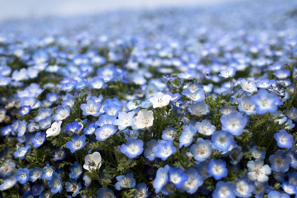 ひたち海浜公園 みはらしの丘 ネモフィラ