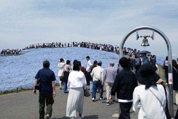 ひたち海浜公園 みはらしの丘山頂 ネモフィラ
