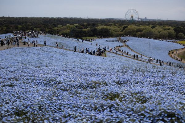 ひたち海浜公園 みはらしの丘山頂 ネモフィラ