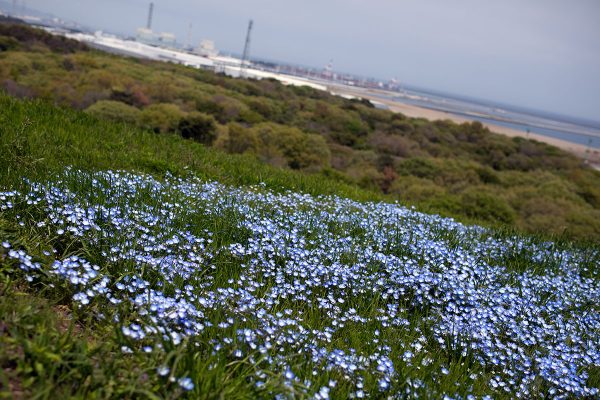 ひたち海浜公園 みはらしの丘山頂 ネモフィラ