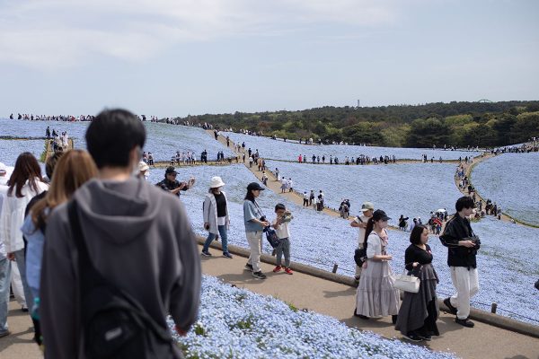 ひたち海浜公園 みはらしの丘下り ネモフィラ