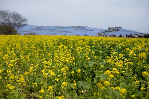 ひたち海浜公園 菜の花 ネモフィラ 見頃 満開 4月中旬