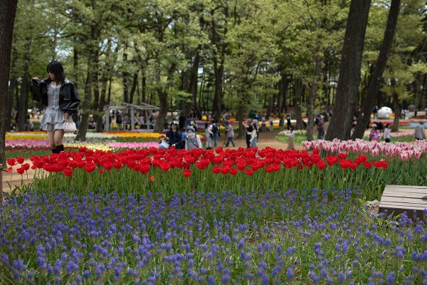 ひたち海浜公園 ネモフィラ たまごの森フラワーガーデン チューリップ満開