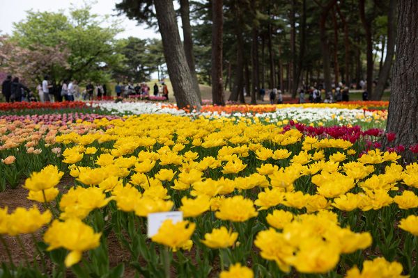 ひたち海浜公園 ネモフィラ たまごの森フラワーガーデン チューリップ満開
