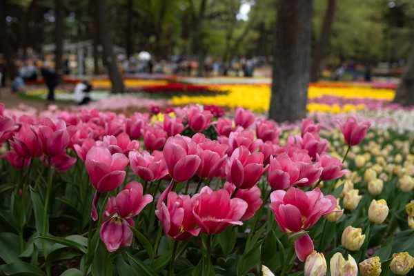 ひたち海浜公園 ネモフィラ たまごの森フラワーガーデン チューリップ満開