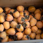 蜂屋柿 富士柿 干し柿 自宅庭の柿の木