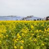 ひたち海浜公園 菜の花 ネモフィラ
