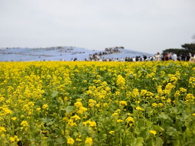 ひたち海浜公園 菜の花 ネモフィラ