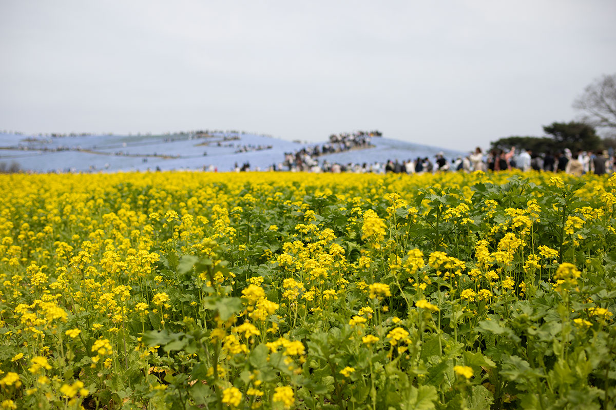 ひたち海浜公園 菜の花 ネモフィラ