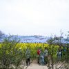 ひたち海浜公園 菜の花 ネモフィラ 見頃 満開 4月中旬