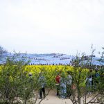 ひたち海浜公園 菜の花 ネモフィラ 見頃 満開 4月中旬