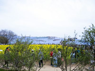 ひたち海浜公園 菜の花 ネモフィラ 見頃 満開 4月中旬