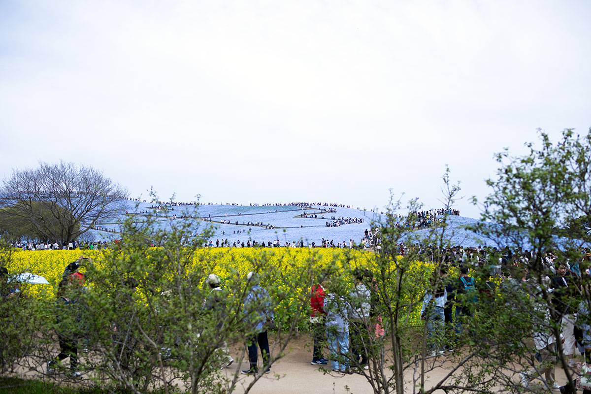 ひたち海浜公園 菜の花 ネモフィラ 見頃 満開 4月中旬